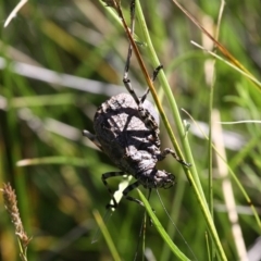 Acripeza reticulata at Mount Clear, ACT - 10 Feb 2018 11:02 AM