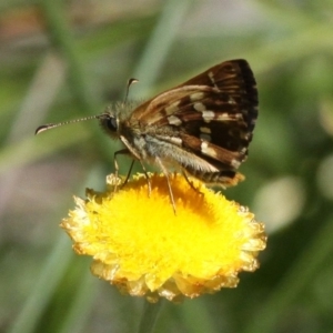 Atkinsia dominula at Mount Clear, ACT - suppressed