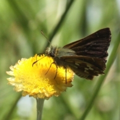 Atkinsia dominula at Mount Clear, ACT - 10 Feb 2018