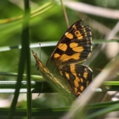 Oreixenica kershawi (Striped Xenica) at Mount Clear, ACT - 10 Feb 2018 by HarveyPerkins