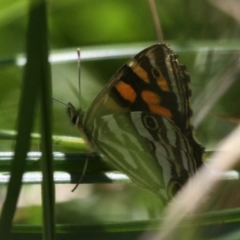 Oreixenica kershawi at Mount Clear, ACT - 10 Feb 2018 01:07 PM