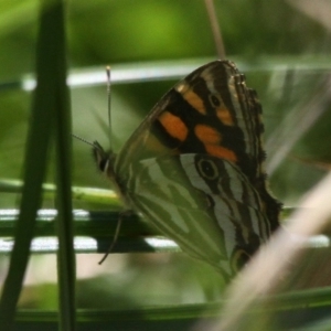 Oreixenica kershawi at Mount Clear, ACT - 10 Feb 2018 01:07 PM