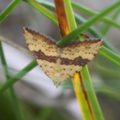 Chrysolarentia polyxantha (Yellow Carpet Moth) at Mount Clear, ACT - 10 Feb 2018 by HarveyPerkins