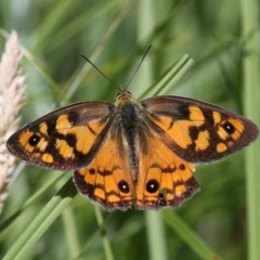 Heteronympha penelope (Shouldered Brown) at Mount Clear, ACT - 10 Feb 2018 by HarveyPerkins