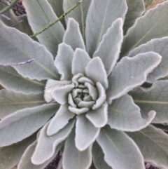 Verbascum thapsus subsp. thapsus (Great Mullein, Aaron's Rod) at Googong, NSW - 10 Feb 2018 by alexwatt