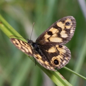 Heteronympha cordace at Mount Clear, ACT - 10 Feb 2018 01:27 PM