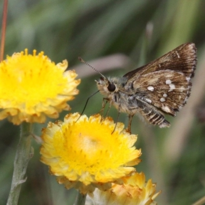 Atkinsia dominula (Two-brand grass-skipper) at Mount Clear, ACT - 10 Feb 2018 by HarveyPerkins