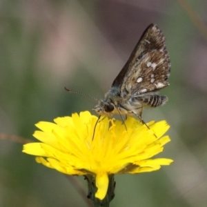 Atkinsia dominula at Mount Clear, ACT - suppressed