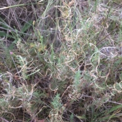 Epilobium sp. (A Willow Herb) at QPRC LGA - 10 Feb 2018 by alex_watt