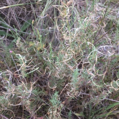 Epilobium sp. (A Willow Herb) at Burra, NSW - 10 Feb 2018 by alex_watt