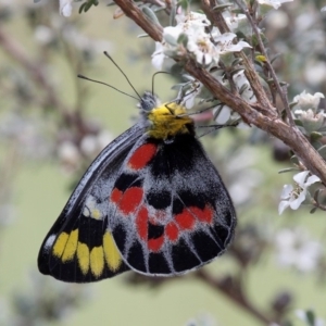 Delias harpalyce at Mount Clear, ACT - 10 Feb 2018