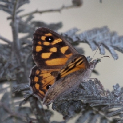 Geitoneura klugii (Marbled Xenica) at Shannons Flat, ACT - 10 Feb 2018 by HarveyPerkins