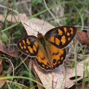 Heteronympha penelope at Mount Clear, ACT - 10 Feb 2018 02:17 PM