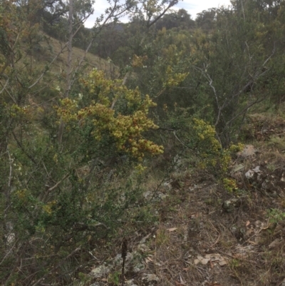 Bursaria spinosa (Native Blackthorn, Sweet Bursaria) at Burra, NSW - 10 Feb 2018 by alex_watt