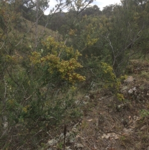 Bursaria spinosa at Burra, NSW - 10 Feb 2018