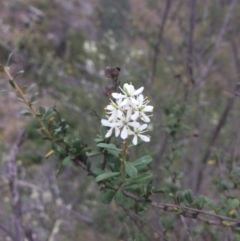 Bursaria spinosa at Burra, NSW - 10 Feb 2018 04:51 PM