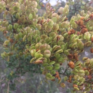 Bursaria spinosa at Burra, NSW - 10 Feb 2018 04:51 PM