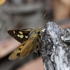 Trapezites eliena (Orange Ochre) at Shannons Flat, ACT - 10 Feb 2018 by HarveyPerkins