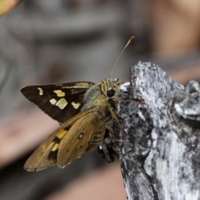 Trapezites eliena (Orange Ochre) at Shannons Flat, ACT - 10 Feb 2018 by HarveyPerkins