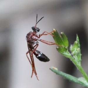 Erythropogon sp. (genus) at Shannons Flat, ACT - 10 Feb 2018 02:55 PM