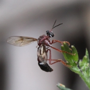 Erythropogon sp. (genus) at Shannons Flat, ACT - 10 Feb 2018 02:55 PM