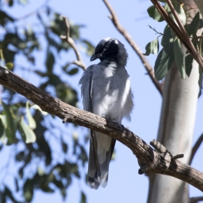 Coracina novaehollandiae (Black-faced Cuckooshrike) at Fyshwick, ACT - 14 Feb 2018 by Alison Milton