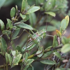 Chlorodectes montanus (Montane green shield back katydid) at Shannons Flat, ACT - 10 Feb 2018 by HarveyPerkins