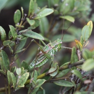 Chlorodectes montanus at Shannons Flat, ACT - 10 Feb 2018 02:56 PM