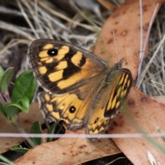 Geitoneura klugii (Marbled Xenica) at Shannons Flat, ACT - 10 Feb 2018 by HarveyPerkins