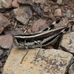 Macrotona australis (Common Macrotona Grasshopper) at Mount Clear, ACT - 10 Feb 2018 by HarveyPerkins