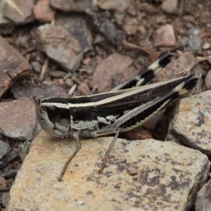 Macrotona australis at Mount Clear, ACT - 10 Feb 2018