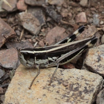 Macrotona australis (Common Macrotona Grasshopper) at Namadgi National Park - 10 Feb 2018 by HarveyPerkins