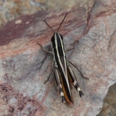 Macrotona australis at Mount Clear, ACT - 10 Feb 2018 03:39 PM