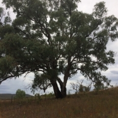 Eucalyptus bridgesiana (Apple Box) at Burra, NSW - 10 Feb 2018 by alexwatt