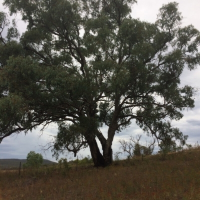 Eucalyptus bridgesiana (Apple Box) at Googong Foreshore - 10 Feb 2018 by alexwatt