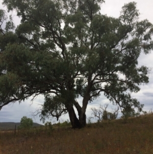 Eucalyptus bridgesiana at Burra, NSW - 10 Feb 2018