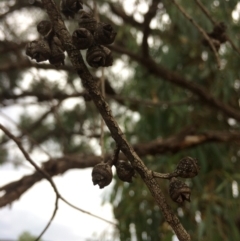 Eucalyptus bridgesiana at QPRC LGA - 10 Feb 2018