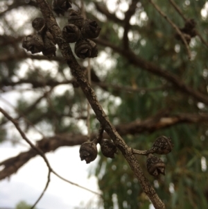 Eucalyptus bridgesiana at QPRC LGA - 10 Feb 2018 06:21 PM