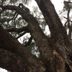 Eucalyptus bridgesiana at Burra, NSW - 10 Feb 2018