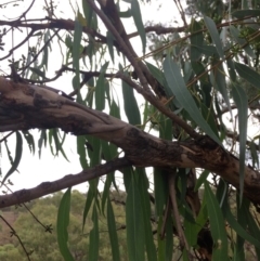 Eucalyptus bridgesiana at QPRC LGA - 10 Feb 2018