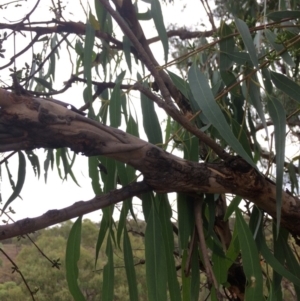 Eucalyptus bridgesiana at QPRC LGA - 10 Feb 2018 06:21 PM