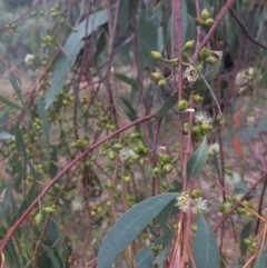 Eucalyptus bridgesiana at QPRC LGA - 10 Feb 2018 06:21 PM