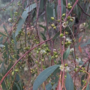Eucalyptus bridgesiana at QPRC LGA - 10 Feb 2018