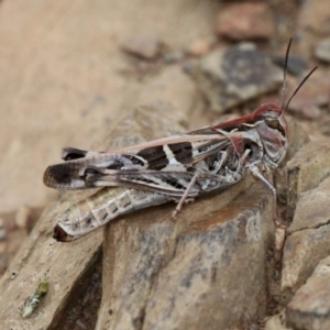 Oedaleus australis at Mount Clear, ACT - 10 Feb 2018 03:41 PM