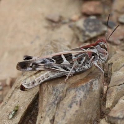 Oedaleus australis (Australian Oedaleus) at Mount Clear, ACT - 10 Feb 2018 by HarveyPerkins