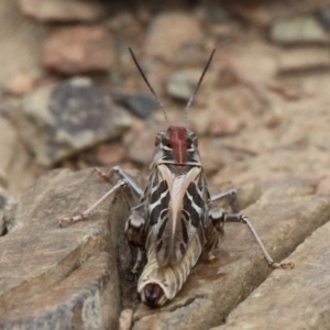 Oedaleus australis at Mount Clear, ACT - 10 Feb 2018