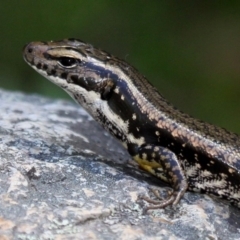 Eulamprus heatwolei (Yellow-bellied Water Skink) at Paddys River, ACT - 18 Feb 2018 by HarveyPerkins