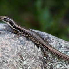 Eulamprus heatwolei at Paddys River, ACT - 18 Feb 2018 12:27 PM