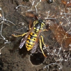 Vespula germanica (European Wasp, German Yellowjacket Wasp) at Paddys River, ACT - 18 Feb 2018 by HarveyPerkins