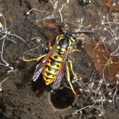 Vespula germanica (European wasp) at Namadgi National Park - 18 Feb 2018 by HarveyPerkins